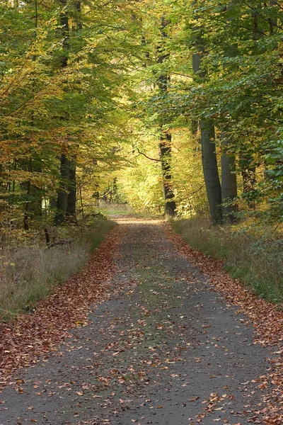 Bello Fogliame Colorato Autunno — Foto Stock