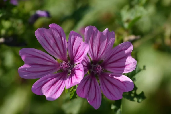 Cranesbill Violeta Roxo Flores Pétalas Flora — Fotografia de Stock