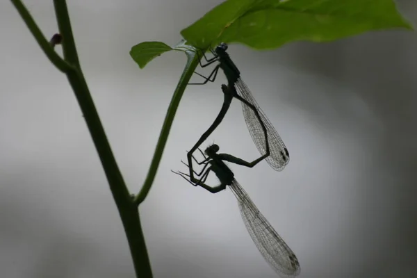 Insekt Trollslända Odonata Flyga — Stockfoto