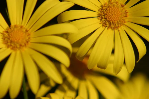 デイジー草原の花シャモア — ストック写真