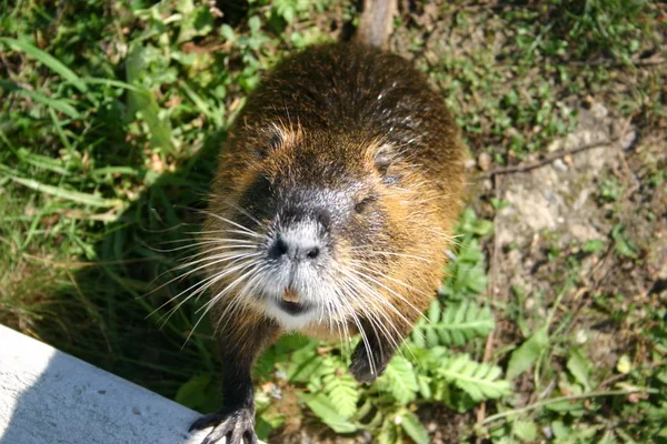 Nutria Animal Dans Nature Myocastor Coypus — Photo