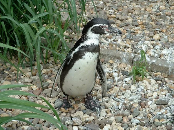 自然の中で可愛いペンギンの姿を見る — ストック写真