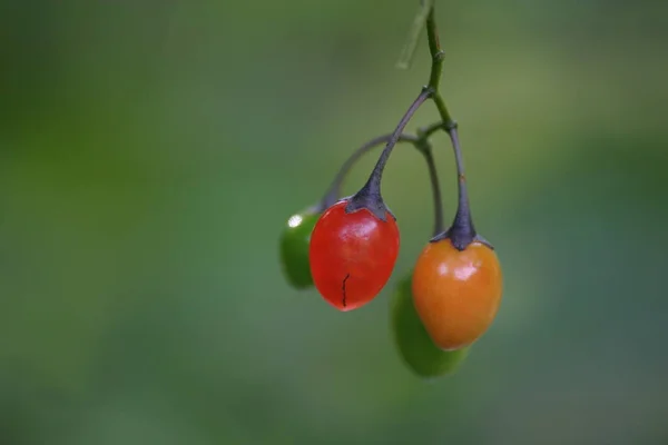 Bobule Detailní Záběr Zdravé Jídlo Koncept — Stock fotografie