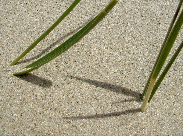 砂丘の砂の表面砂漠 — ストック写真