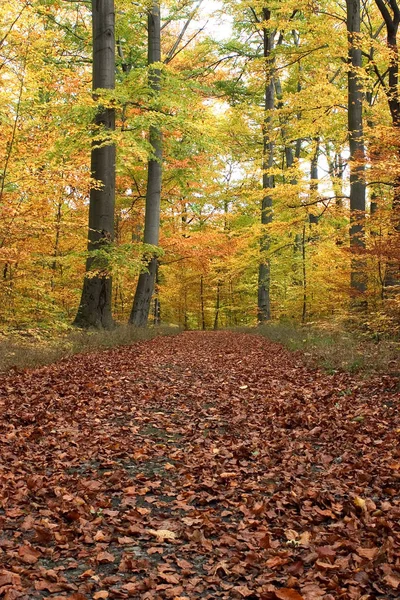 Prachtig Kleurrijk Herfstblad — Stockfoto