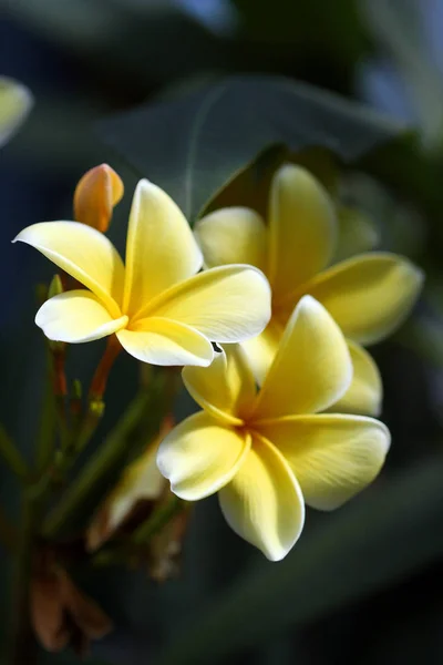 美丽的花朵 花卉概念背景 — 图库照片