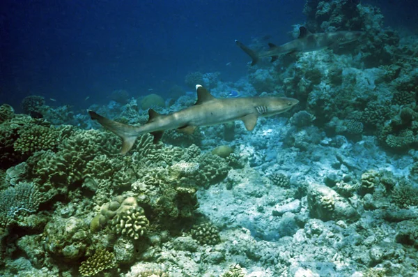 Λευκή Άκρη Reef Καρχαρίας — Φωτογραφία Αρχείου