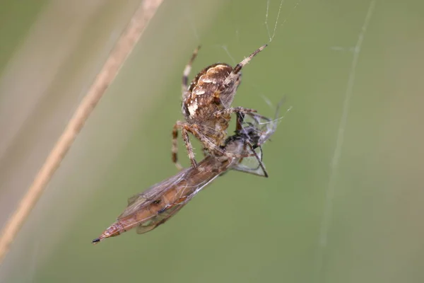 Gruseliges Spinneninsekt — Stockfoto