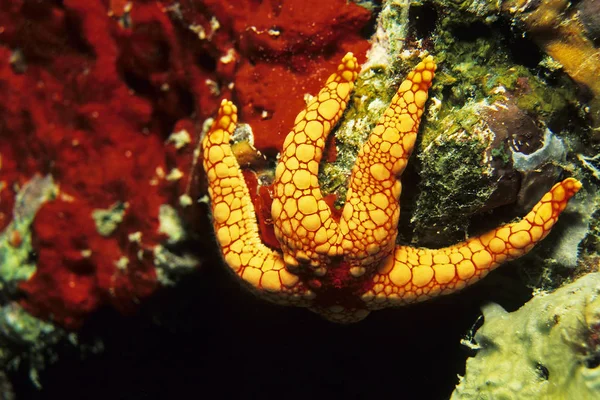 Zeesterren Waterdieren — Stockfoto