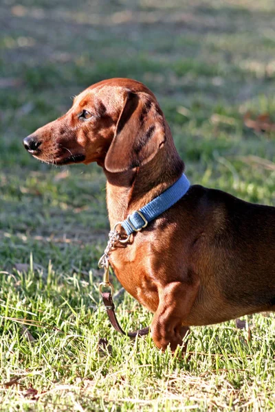 Portret Van Schattig Hond Huisdier — Stockfoto