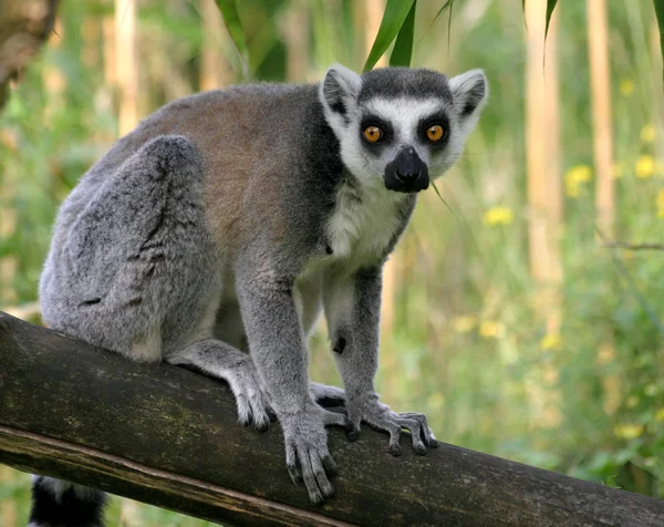 Lemur Med Ringhale Dyr Flora Fauna – stockfoto