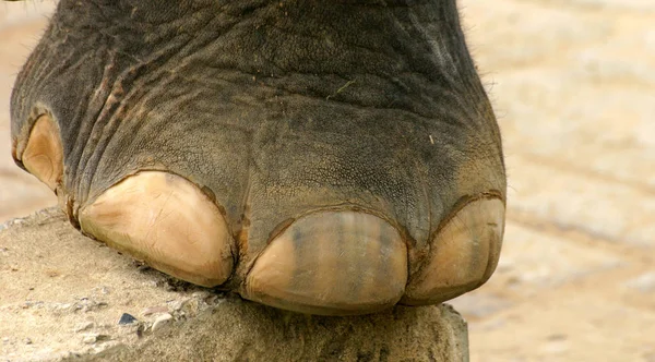 Zbliżenie Gigantycznego Słonia — Zdjęcie stockowe
