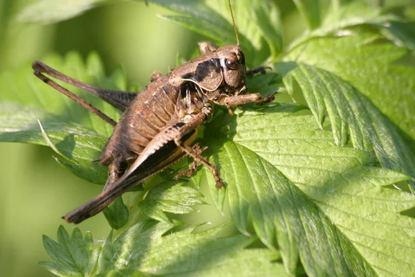 Küçük Çekirge Böceğinin Yakın Görüntüsü — Stok fotoğraf