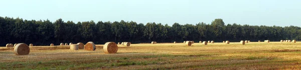 Valószínűleg Utolsó Szalmatekercs — Stock Fotó