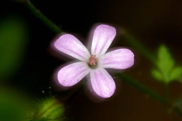 仙人掌紫花花瓣 — 图库照片