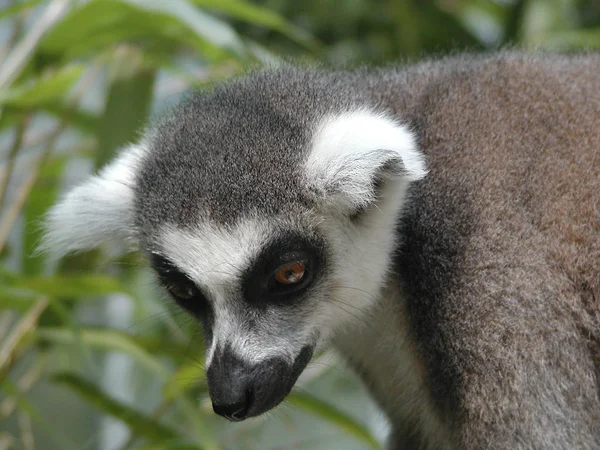 Närbild Djur Zoo — Stockfoto