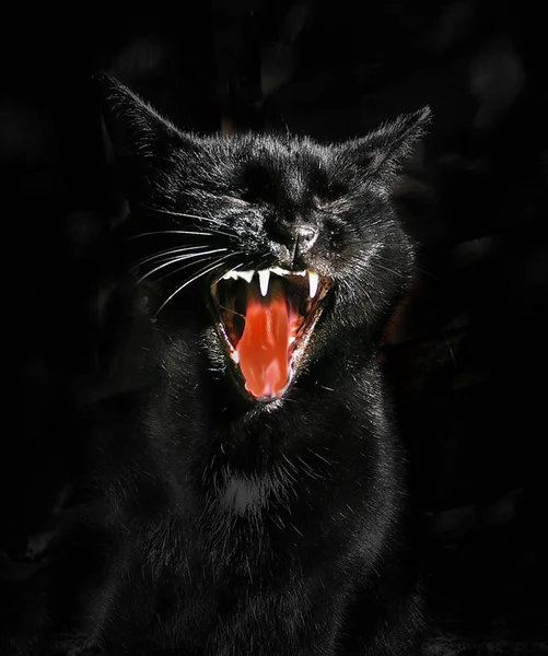 Černá Panter Zvíře Kočka — Stock fotografie