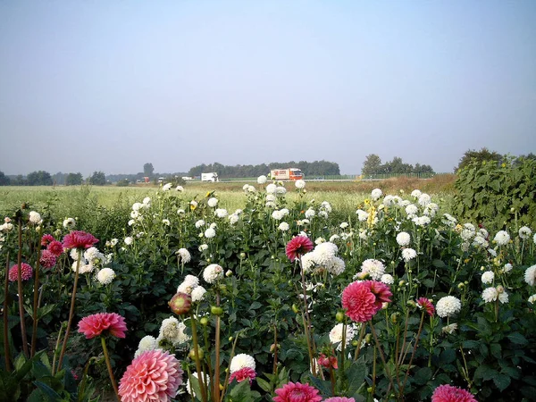 Közeli Kilátás Gyönyörű Virágzó Dália — Stock Fotó