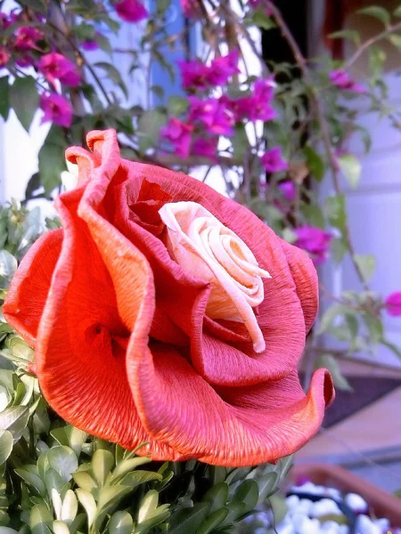 Petali Fiore Rosa Fiore — Foto Stock