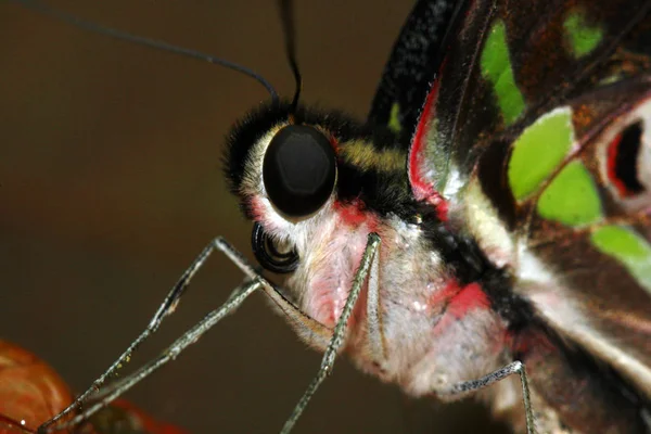 Nahaufnahme Von Wanzen Der Wilden Natur — Stockfoto