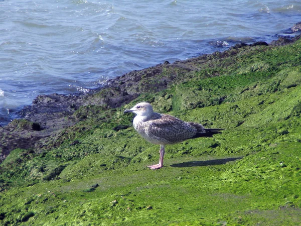 Vue Panoramique Magnifiques Oiseaux Mouettes Nature — Photo