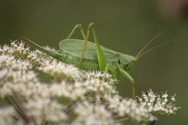 Close Bug Natureza Selvagem — Fotografia de Stock