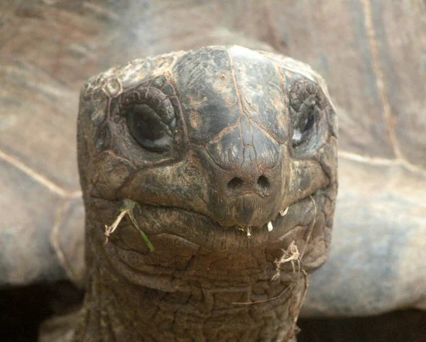 Detailní Záběr Zvířat Zoologické Zahradě — Stock fotografie