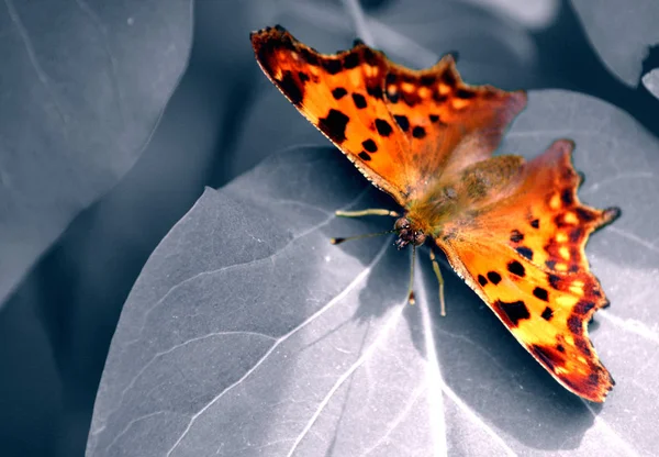 Eigentlich Mag Ich Den Kontrast Zwischen Schmetterling Und Blättern Knackig — Stockfoto