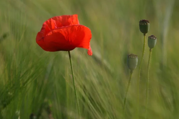 Vue Rapprochée Belles Fleurs Pavot Sauvage — Photo