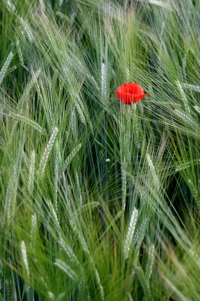 美しい野生のケシの花の近景 — ストック写真