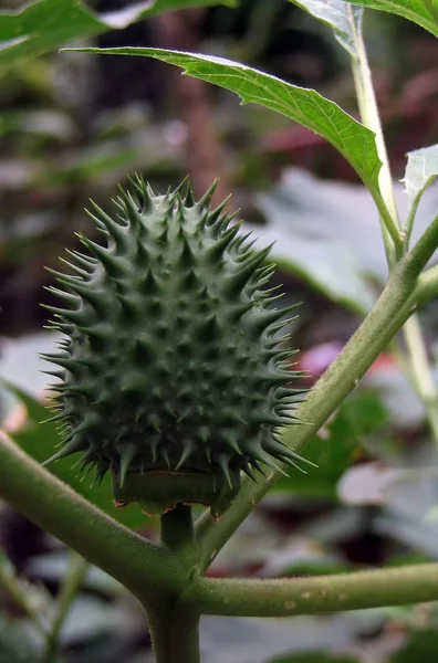 Vacker Botanisk Skott Naturliga Tapeter — Stockfoto