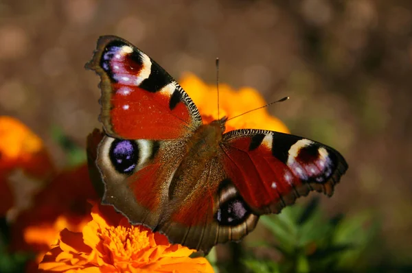 Occhio Pavone Farfalla Insetto — Foto Stock