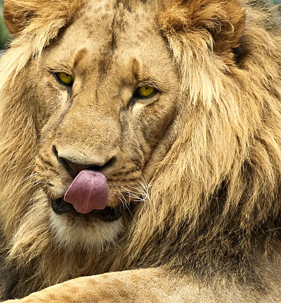 Closeup of animal at zoo