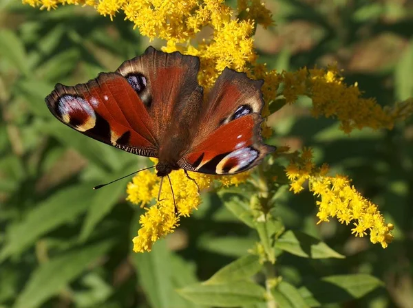 Papillon Pas Non Fait Attention Moi Profitant Soleil Chaud Alors — Photo