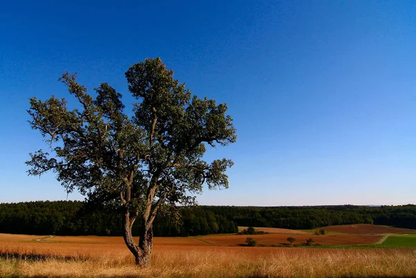 Wolkeloos Staalblauw Wordt Momenteel Herfst Door Lucht Gepresenteerd Heldere Lucht — Stockfoto