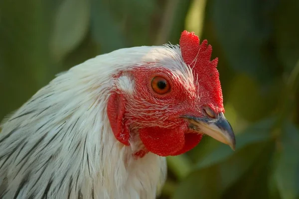 Maybe Just Young Chicken Can Really Say Sure Maybe Someone — Stock Photo, Image