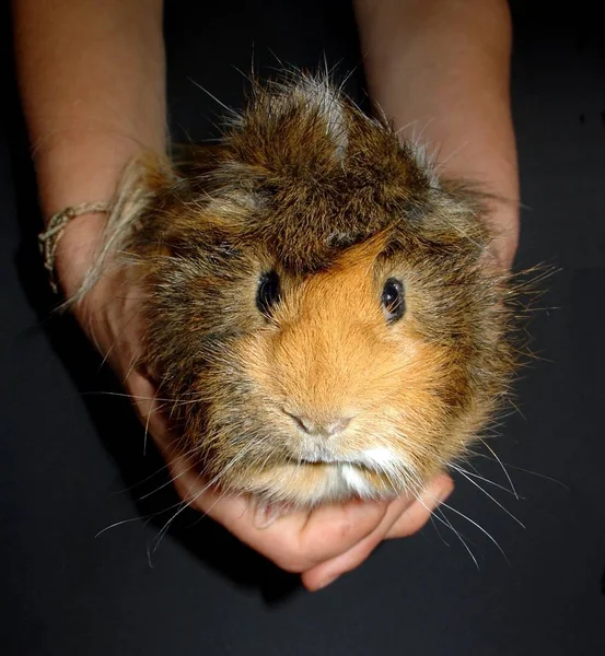 Närbild Hamster Som Håller Ett Glas Rött Vin — Stockfoto