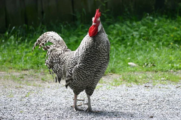 Festői Kilátás Gyönyörű Madár Természetben — Stock Fotó