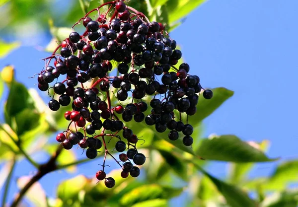 Elderberry Just Harvesting — Stok fotoğraf