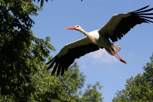 Vacker Utsikt Över Vacker Stork Fågel Naturen — Stockfoto