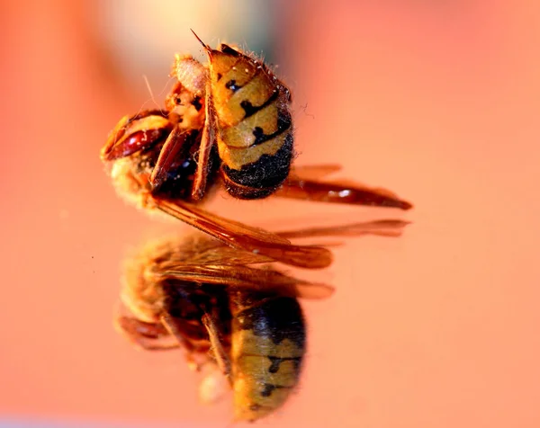 Närbild Insekter Vild Natur — Stockfoto