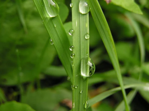 Quedas Água Gotas Chuva Fundo — Fotografia de Stock