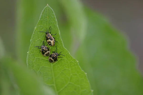 Malheureusement Connais Pas Nom Ces Écrevisses Peut Être Que Entre — Photo