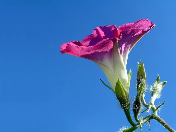 美しい花 花のコンセプトの背景 — ストック写真