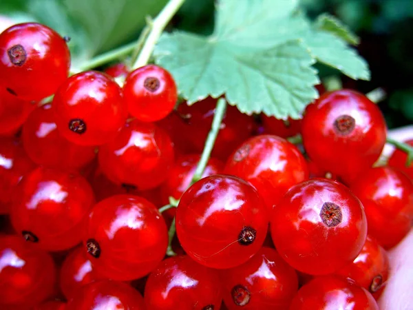 Cespuglio Ribes Sano Media Anni Durante Questo Periodo Produce Bacche — Foto Stock