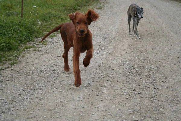 Malerischer Blick Auf Süße Welpen Hund — Stockfoto