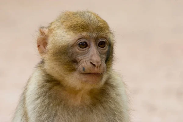 Macaco Animal Mamífero Primata — Fotografia de Stock