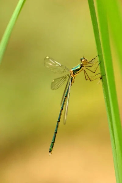 Yusufçuk Böceği Flora Fauna — Stok fotoğraf