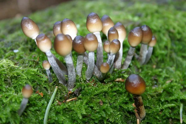 Mushrooms Growth Nature Botany Fungus Flora — Stock Photo, Image