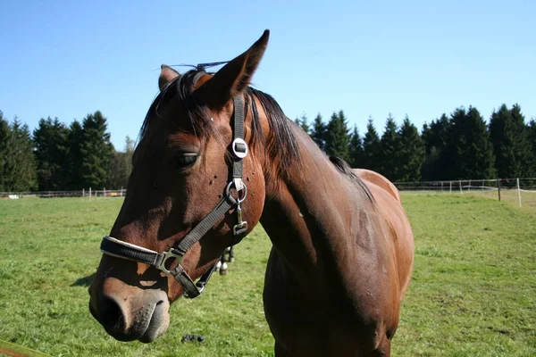 昼間は屋外の馬 — ストック写真